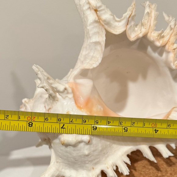 Vintage Large Shell from Okinawa Japan - Picture 9 of 11